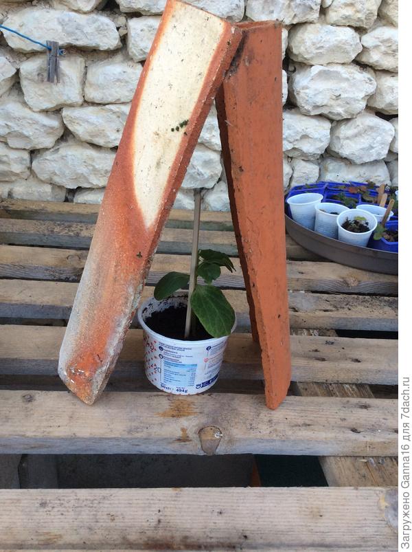 Схематично выглядит вот так. Только растение в грунте, в огороде.