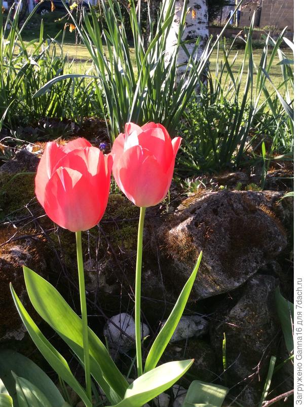 Два товарища