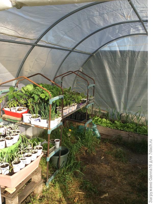 Зато рассада рвётся в бой