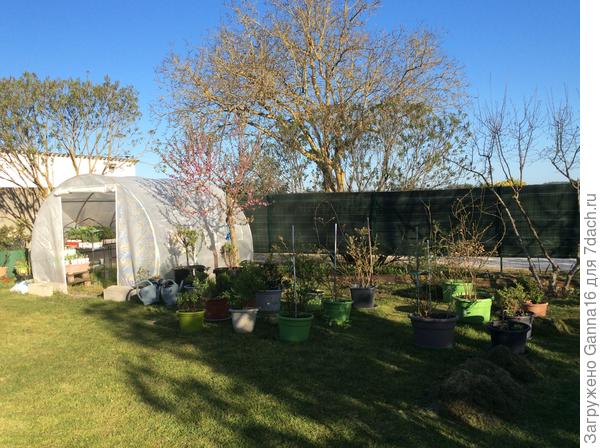 Мой « горшочечный» садик