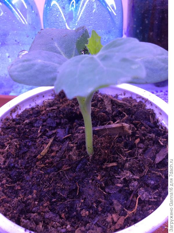 Если очень хорошо присмотреться, то можно увидеть место сращения