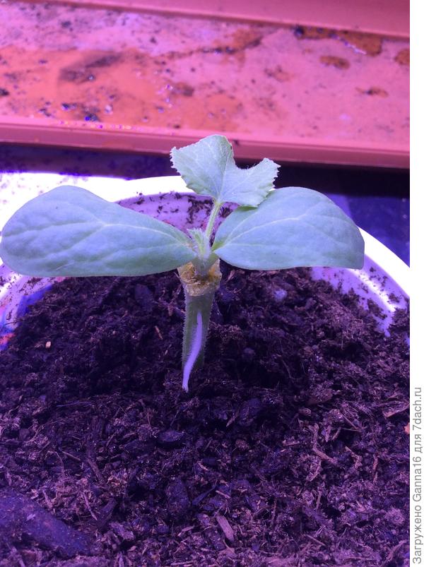 Вот мой результат слишком глубокого прокола