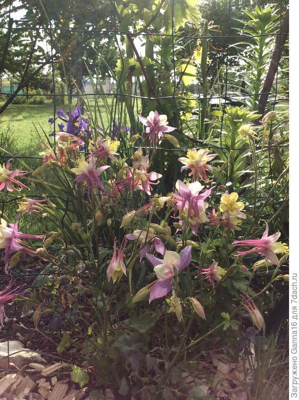 От нашего сада - Вашему.