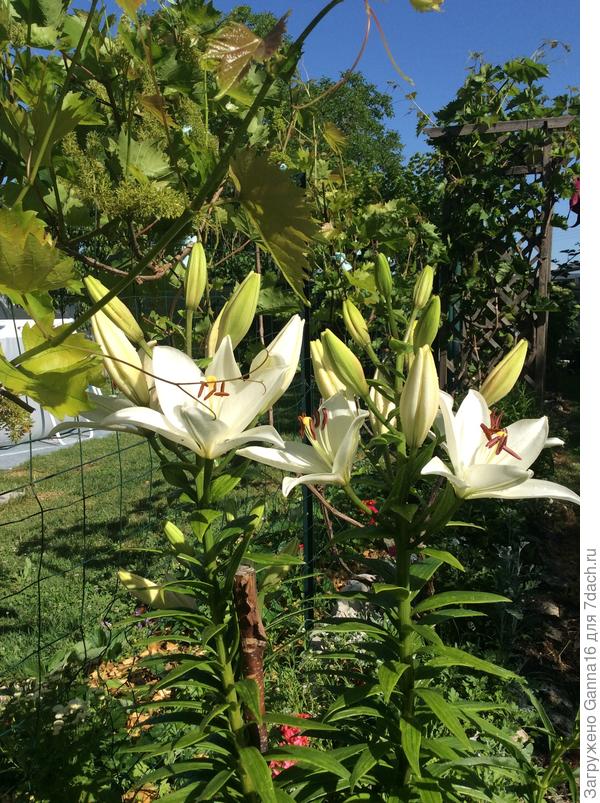 Ну и букетик к празднику. Прям сегодня расцвели!