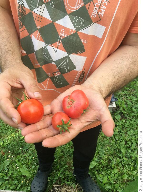 Первые томатики