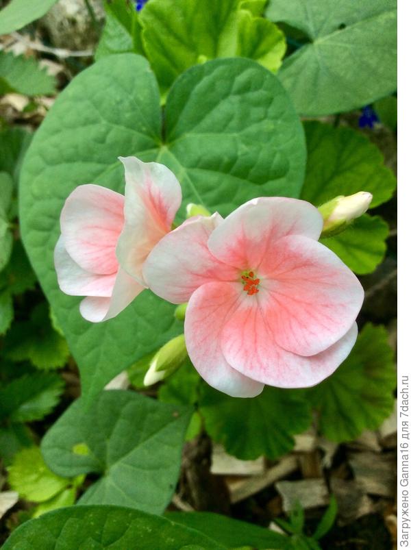 Пеларгония из семян выдала симпатичную расцветку.