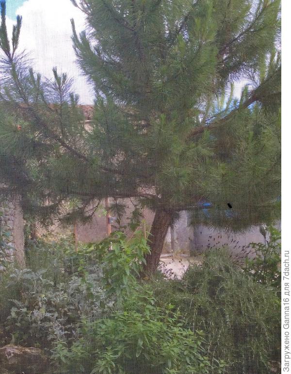 Вид из спальни