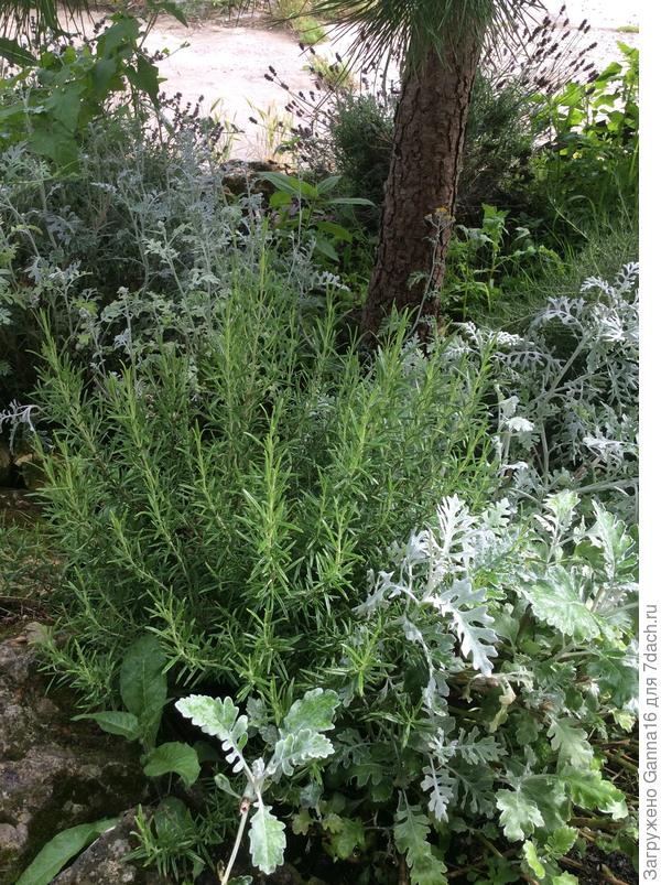 Это, если фотографировать без сетки от комаров на окне