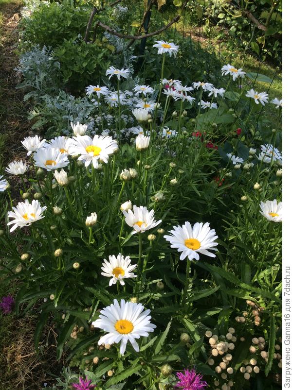 И ещё целую лужайку хорошего настроения!