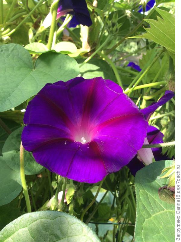 Грамофончик для музыки в саду ))