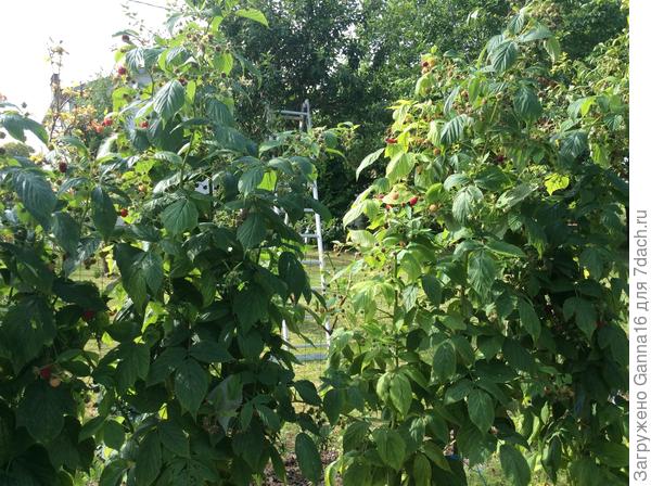 Скоро будет второй урожай малины