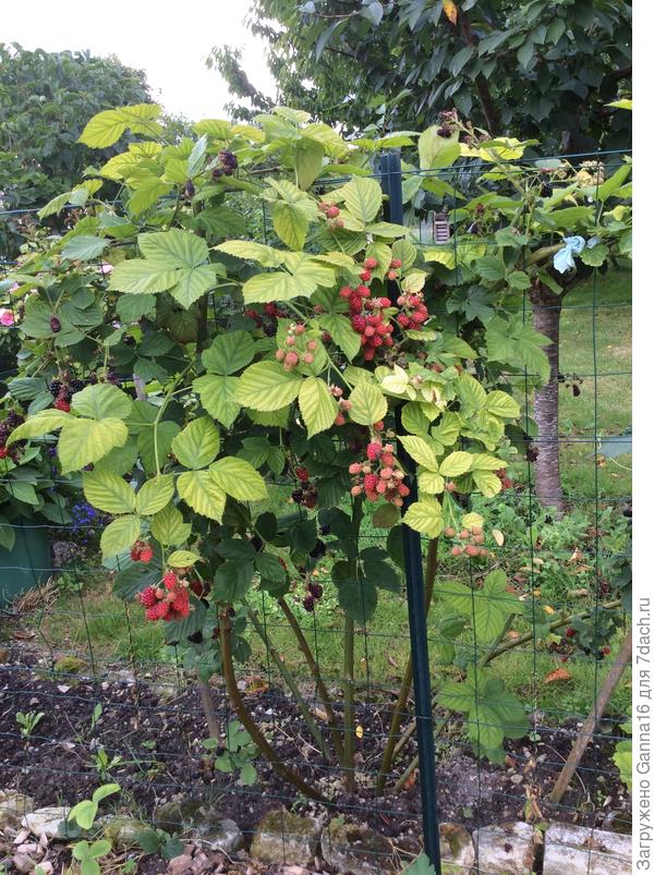 Куст. Хлорозит ежегодно, но на вкусе ягод это не ощущается. К осени всё обычно входит в норму.  Фото июля месяца.