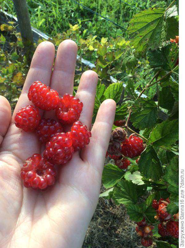 Ред Даймонд