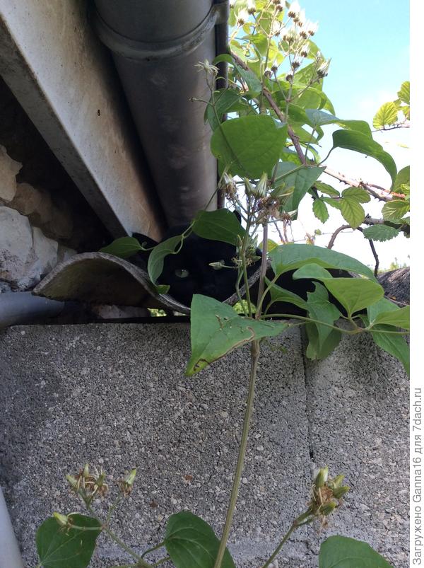 Тёма ждёт в « засаде»