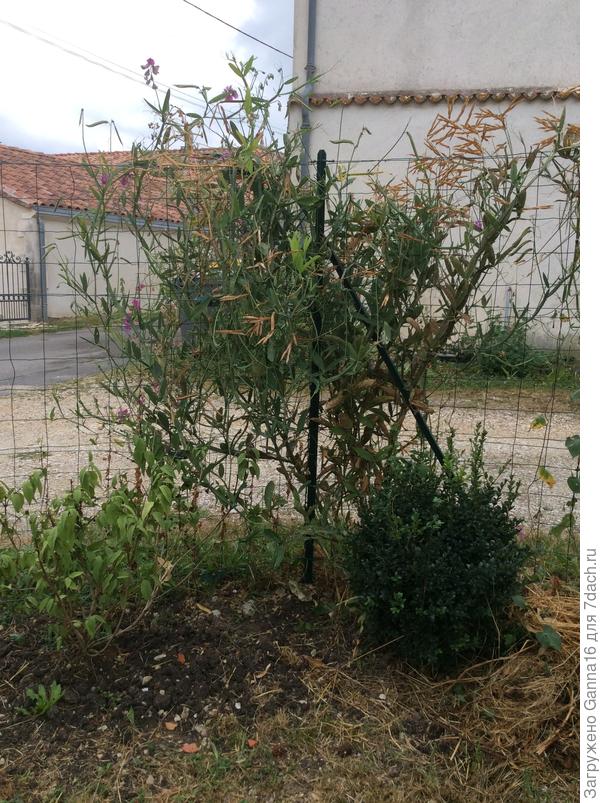 Куст.  Уже отцвёл, а убрать всё никак руки не доходят.  Это один корешок.