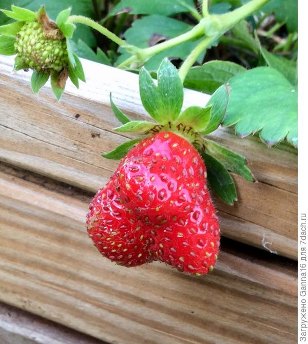 «Сообразим на троих?»