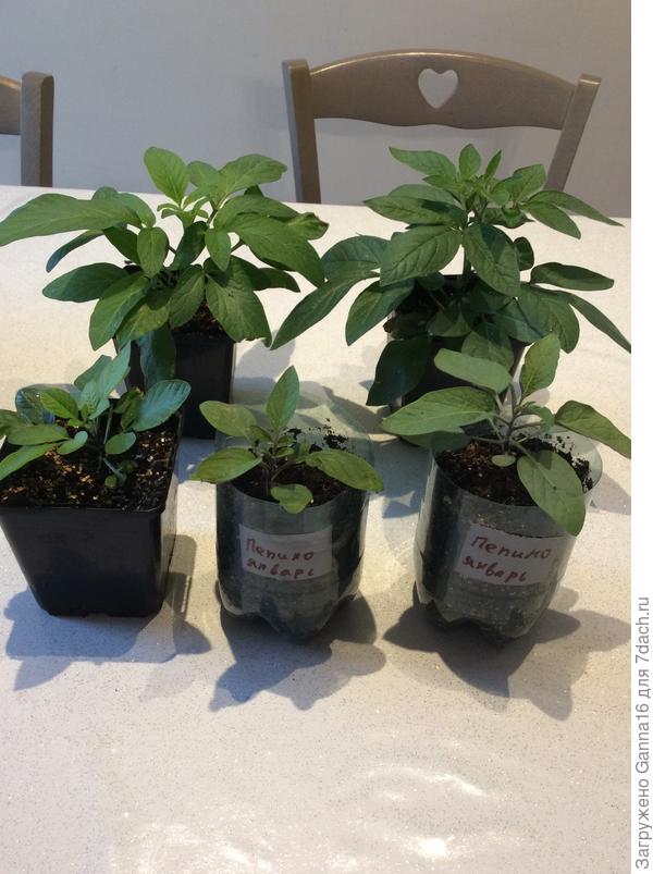 В первом ряду январский посев, во втором - декабрьский