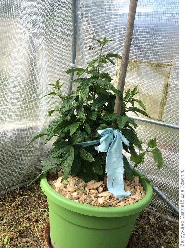 26 мая, теплица