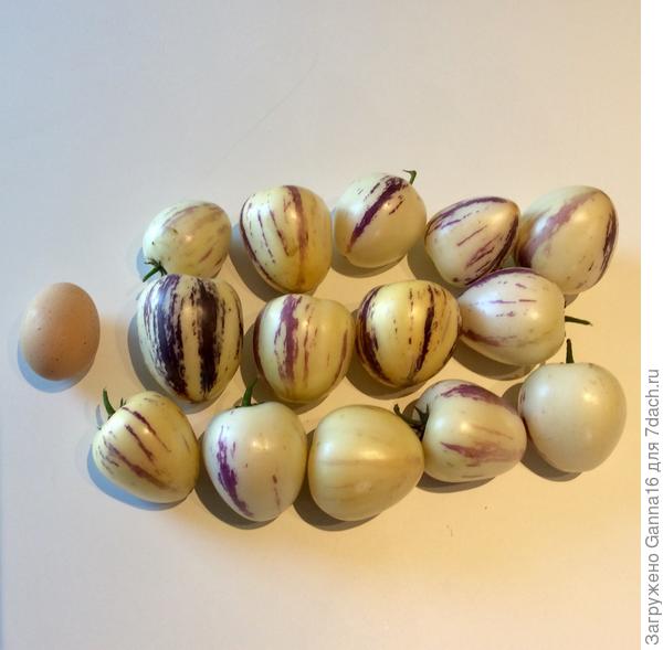 Собрала все оставшиеся плоды ( 5 уже « съедены») и удалила тепличные растения