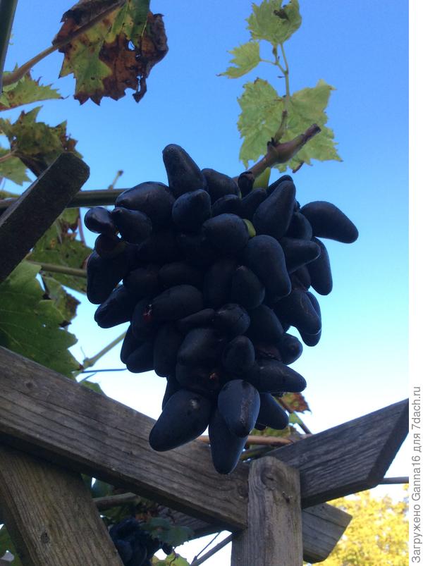 И вкусняшка