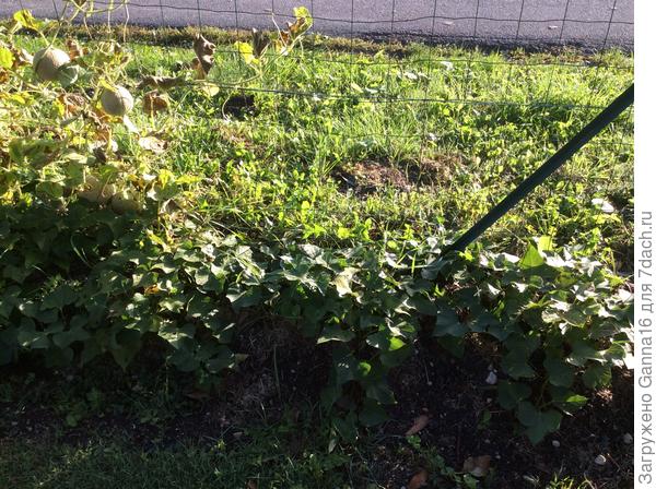 Картоха ( батат) не копана