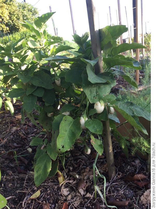 Баклажаны не собраны