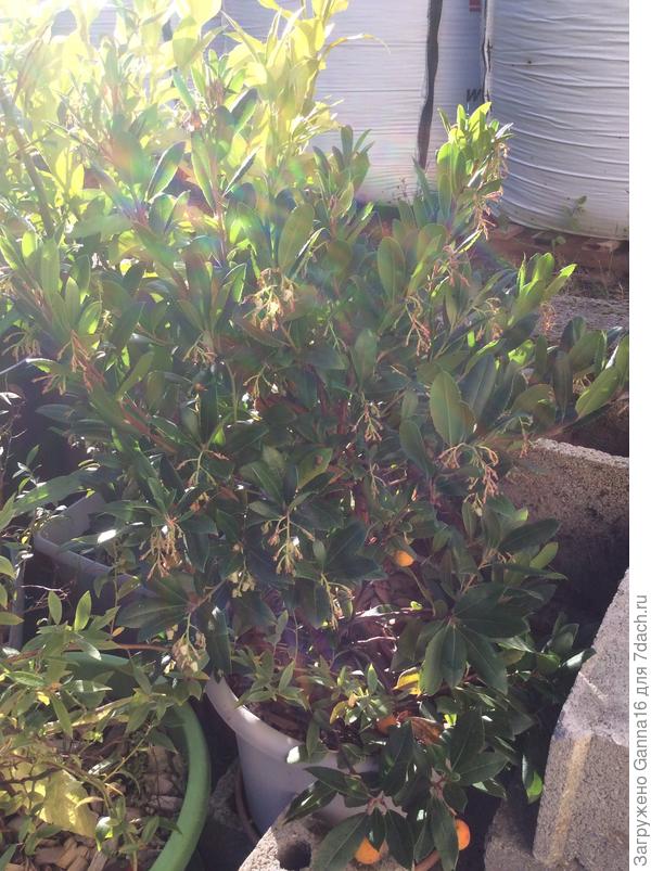 Опять собирается цвести