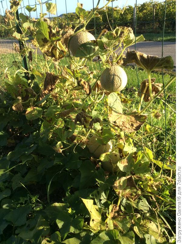 Дыни ещё висят