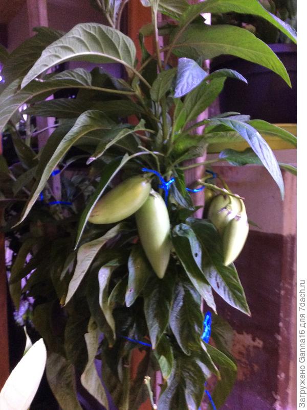 На сегодняшний день.