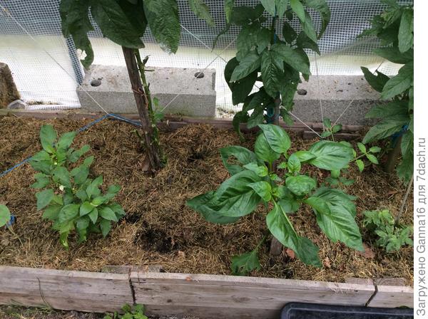 19 августа. Слева не привитый, справа привитый