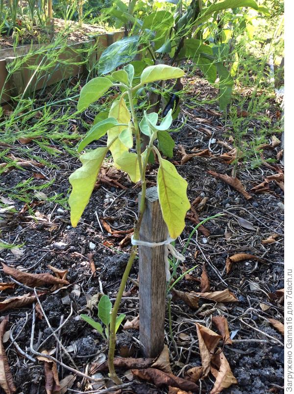 Не привитый 31 августа