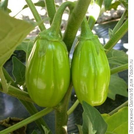 Бразильский. Пишут с кислинкой и очень характерным вкусом.