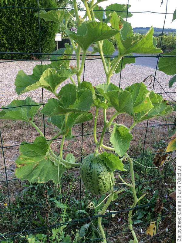 Как огурец уже перерос, а как дыня ещё не созрел