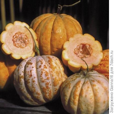 melon Délice de la table