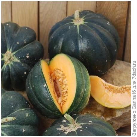 melon Noir des carmes