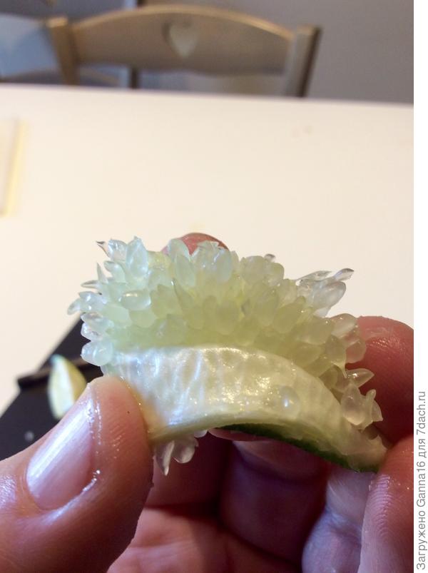 Разрез вдоль плода