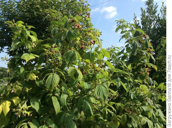 Начинает созревать