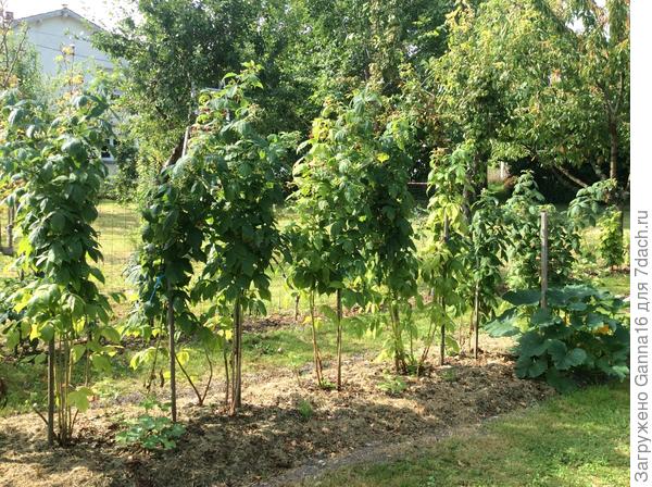 Общий вид в августе