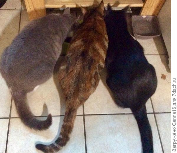 Мои « хвостики»