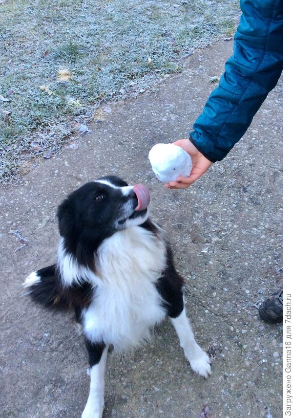 Собакен попробовал лизнуть предлагаемое и удивился
