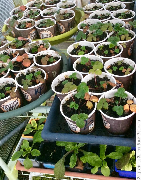 Сейчас выглядят вот так. У меня они фигурируют под названиями Белая и Красная. Зимуют в теплице. На данный момент температура около нуля, без досоветски.