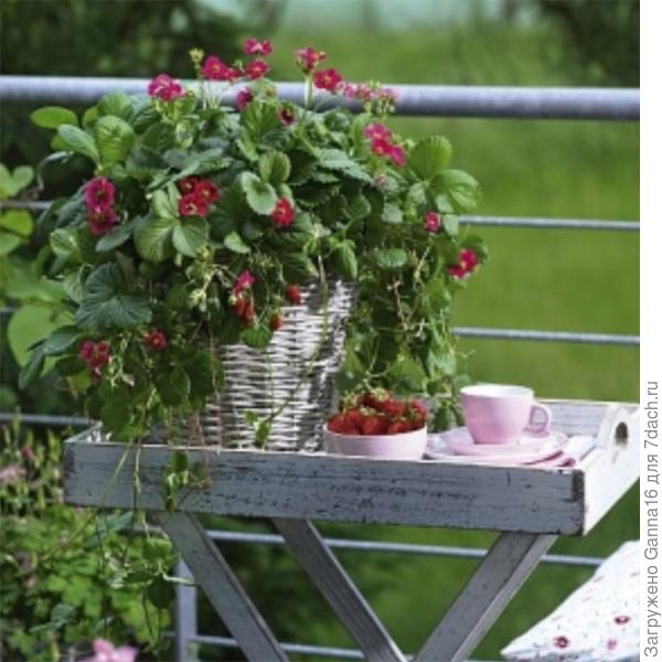 https://www.promessedefleurs.com/potager/plants-potagers/plants-potager-de-a-a-z/fraisier-retombant-f1-toscana-deep-rose-fragaria.html . Тоскана F1. Это из съедобных.  По вкусу ничего особенного.