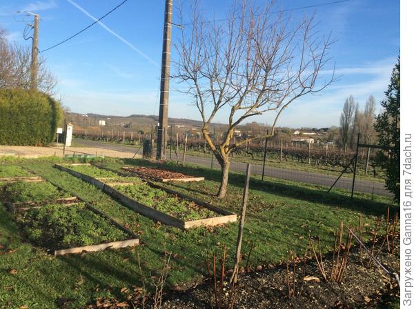 Вот, нашла фотку этого года. На самом переднем плане кусты малины. Цветов уже нет, зима как-ни-как, первое января.