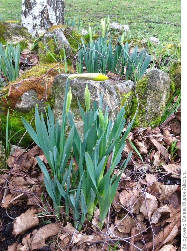 Нарциссы готовы!