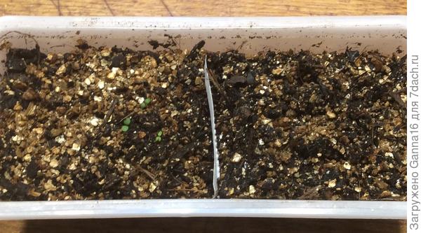 Три бедные росточка. Справа посеяна та же фреска, но после стратификации. Пока молчит.