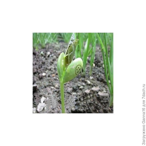 Рисунки разные бывают. Фото отсюда https://www.engrainetoi.com/117-haricots-magiques