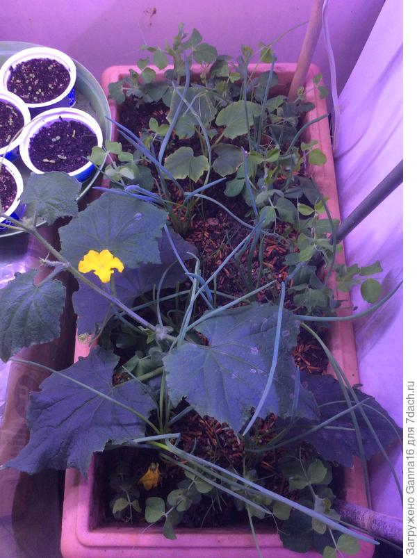 Растут в одной ёмкости, около 40 литров грунта, а  какая разница в размерах.