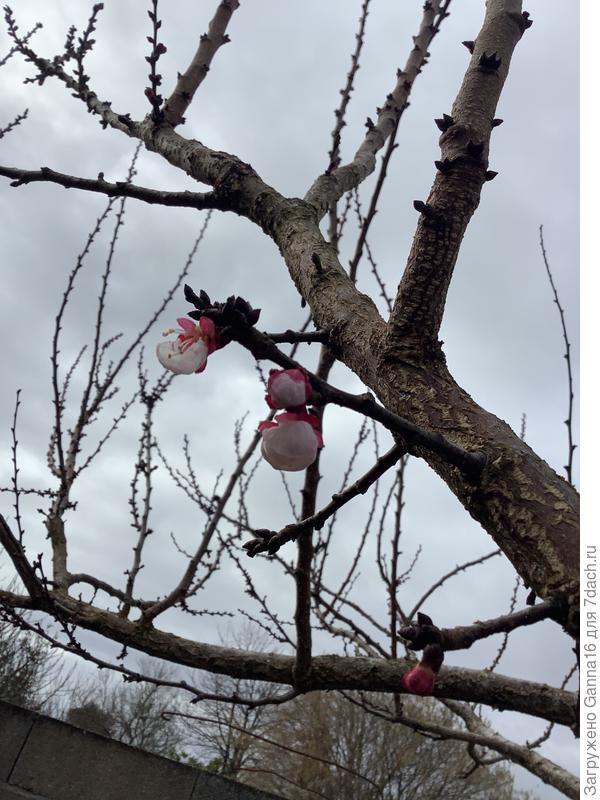 Ну вот, распускаются. А в марте - заморозки. Опять без абрикосов останемся