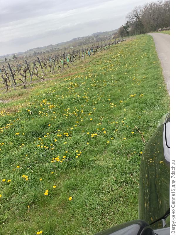 Все обочины засыпаны одуванчиками