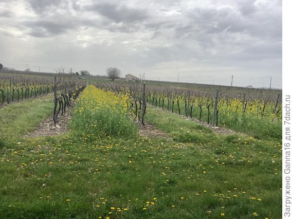 Новая мода: вместо удобрений в междурядья винограда сеят сидераты.